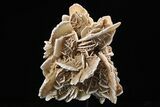 Selenite Desert Rose on Stand - Chihuahua, Mexico #264521-1